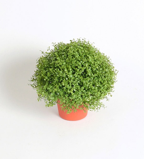 Honey Moss