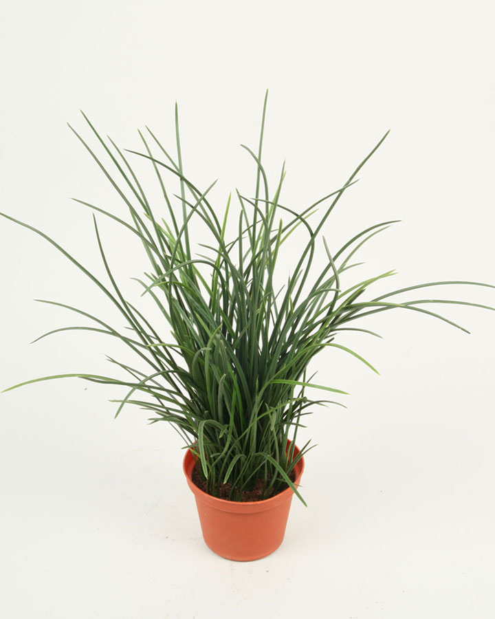 Grass