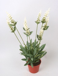 [839-1-05] Lavender (Alternative 1)