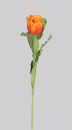 [4037] Tulip (Alternative 4)