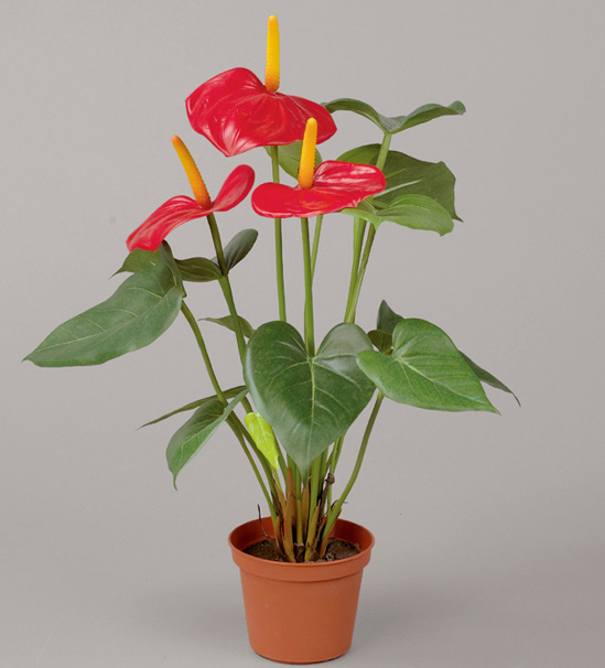 Anthurium