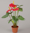 [834-1-2] Anthurium (Alternative 1)