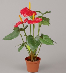 [834-1-2] Anthurium (Alternative 1)