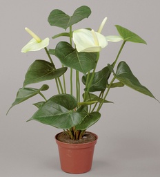 [834-1-6] Anthurium (Alternative 2)