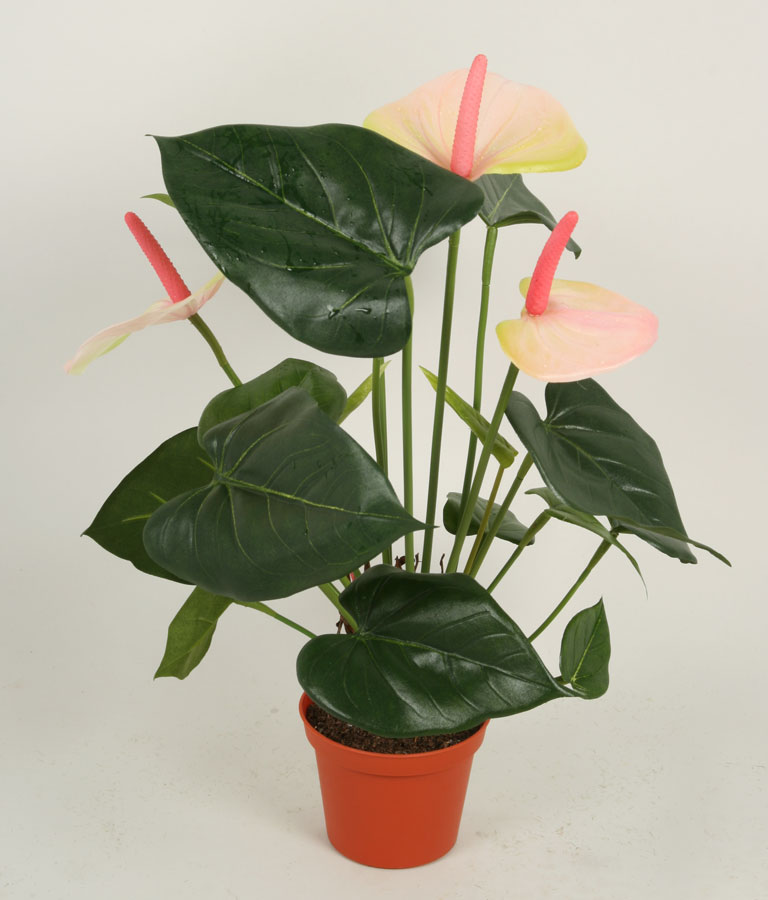 Anthurium