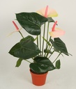 [834-1-12] Anthurium (Alternative 3)