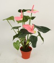 [834-1-13] Anthurium (Alternative 4)