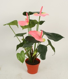 [834-1-13] Anthurium (Alternative 4)