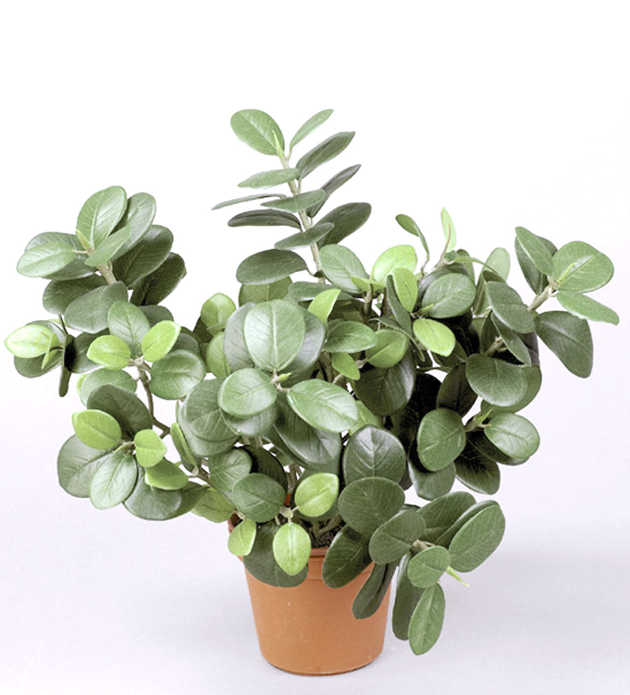 Ficus Panda