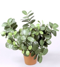 [114-1] Ficus Panda (Alternative 1)