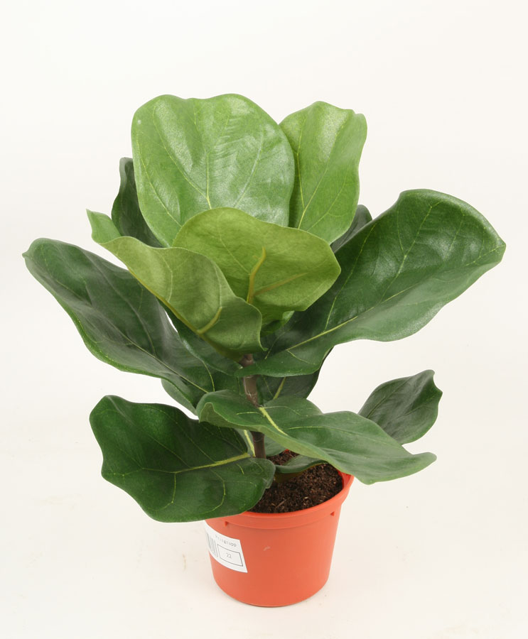 Fiddle Leaf