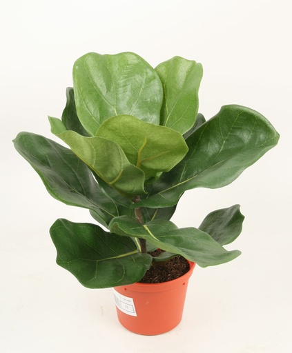 Fiddle Leaf