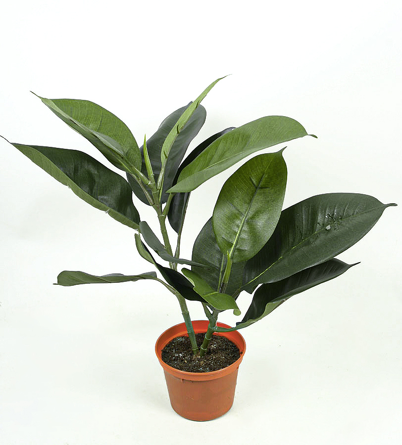 Rubber Leaf