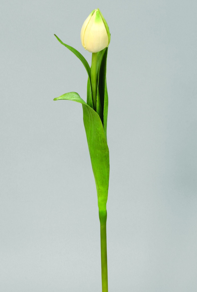 Tulip Bud