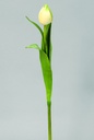 [9728] Tulip Bud (Alternative 1)