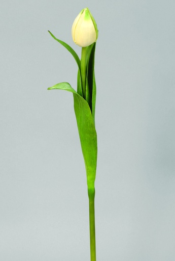 Tulip Bud