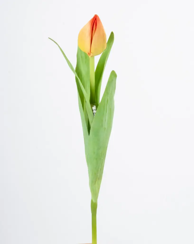 Tulip Bud