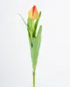 [9729] Tulip Bud (Alternative 2)