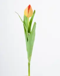 [9729] Tulip Bud (Alternative 2)