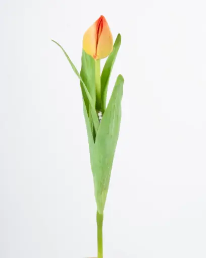 Tulip Bud