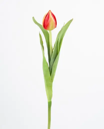 Tulip Bud