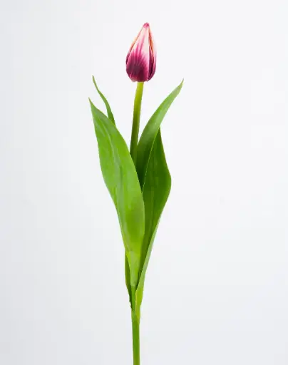 Tulip Bud