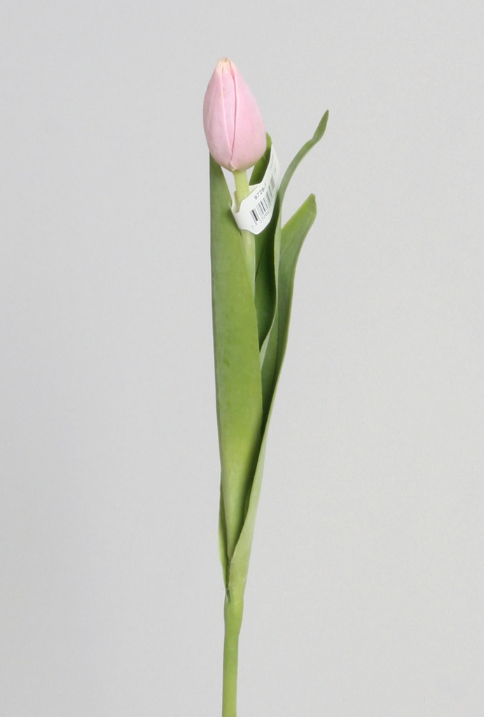 Tulip Bud