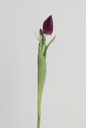 [9728-2] Tulip Bud (Alternative 6)