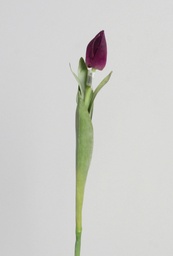 [9728-2] Tulip Bud (Alternative 6)