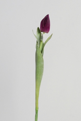 Tulip Bud