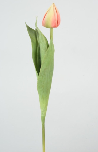 Tulip Bud