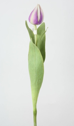Tulip Bud