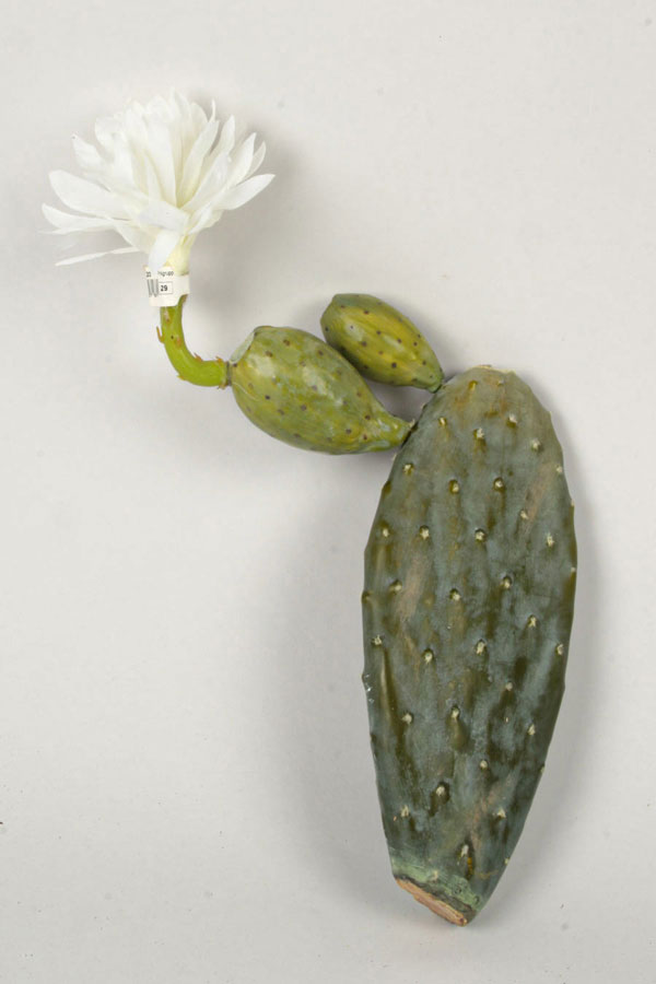 Cactus Night Blooming