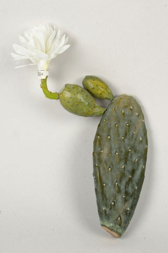 Cactus Night Blooming