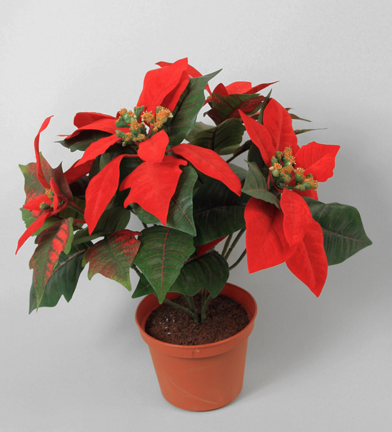 Poinsettia