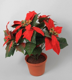 [673-1] Poinsettia (Alternative 2)
