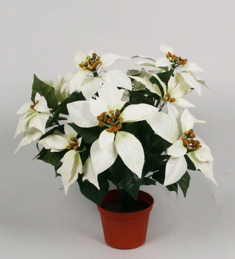 Poinsettia