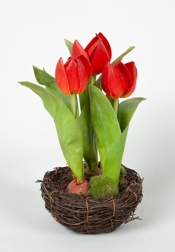tulip in bird nest