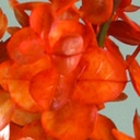 [9752] Eucalyptus (Alternative 1)