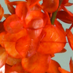 [9752] Eucalyptus (Alternative 1)