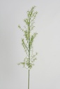 [6825] asparagus fern (Alternative 1)