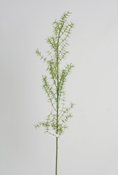 [6825] asparagus fern (Alternative 1)