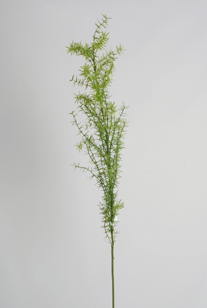 asparagus fern