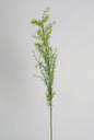 [6831] asparagus fern (Alternative 2)