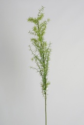 [6831] asparagus fern (Alternative 2)