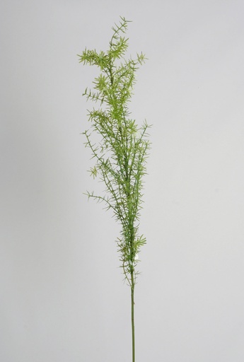 asparagus fern