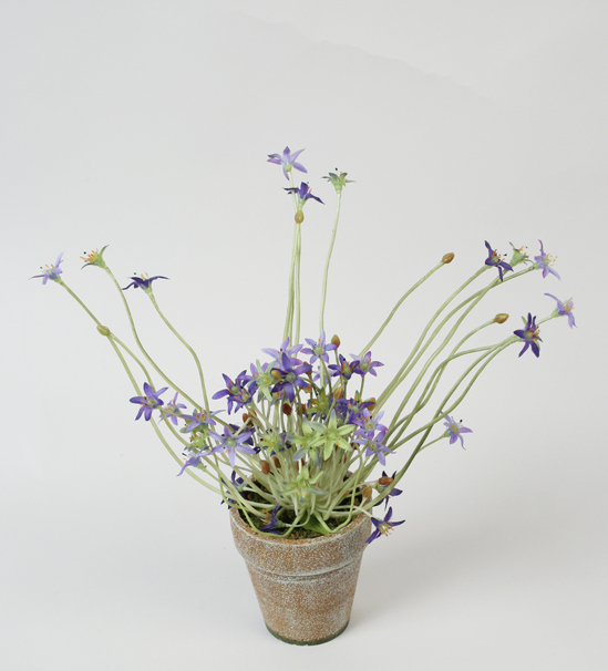 ornithogalum