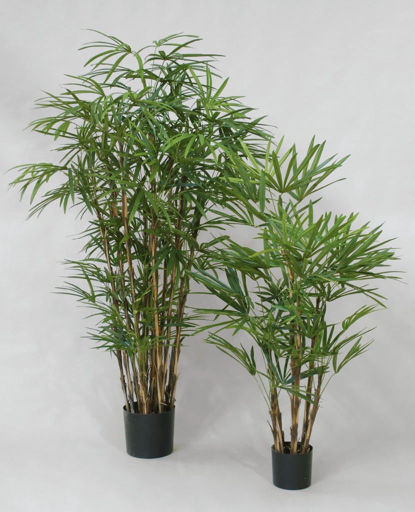 Rhapis