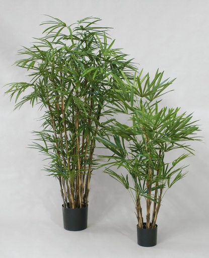 Rhapis