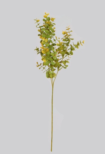 Eucalyptus